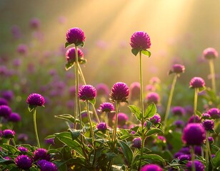 Field of purple, round flowers bathed in golden sunlight