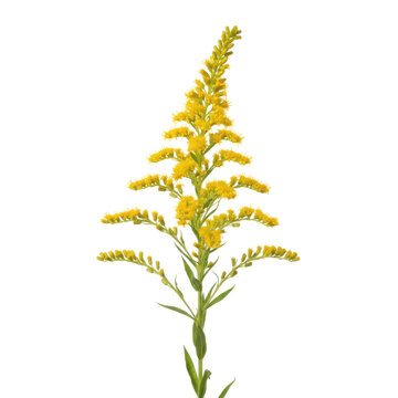 Vibrant yellow goldenrod flower a symbol of autumn and natural beauty against a dark backdrop