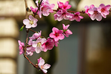 Branch of delicate pink peach blossoms in full bloom, set against softly blurred background, highlighting gentle beauty and vibrant color of flowers in sunlight