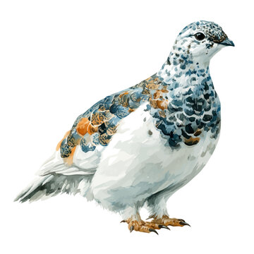 Watercolor vector illustration of Ptarmigan, isolated on white background.