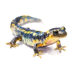 Salamander, watercolor painting, vector illustration, isolated on a white background.
