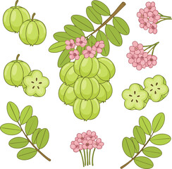 set of green berries