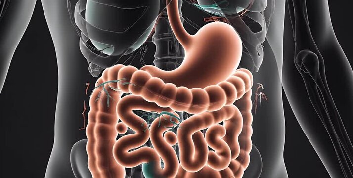 Human digestive system anatomy illustration showing stomach and intestines.