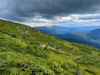 Amazing sunny landscape with pine tree highland forest at Carpathian mountains under blue sky.