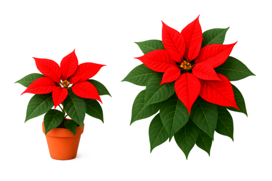 Festive red poinsettia duo, perfectly isolated against a clear backdrop.