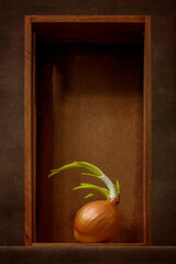 Still life with sprouted onion in a wooden box