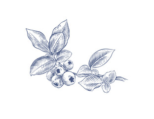 Blueberry branch. Hand drawn botanical vector illustration in engraving style