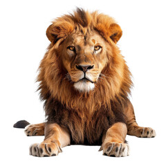 Fototapeta premium Majestic Lion Resting on a Clean White Backdrop