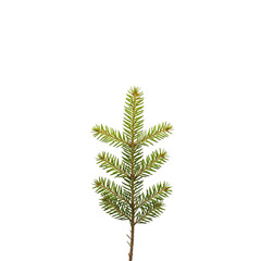 Baby Pine Tree Sprig