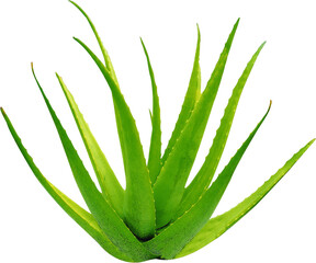 aloe vera plant