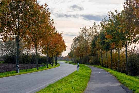 Autumn landscape, Lines of trees with yellow orange leaves, Countryside road between Zyfflich and Wyler is a villages along the Dutch-German border, Kreis Kleve in the State of North Rhine-Westphalia.