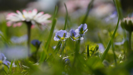 Przetacznik perski w ogrodzie © Piotr