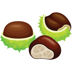 Three Brown Horse Chestnuts Partially Inside Their Spiky Green Husks Against A Transparent Background