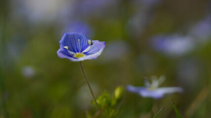 Przetacznik perski w wiosennym ogrodzie  © Piotr