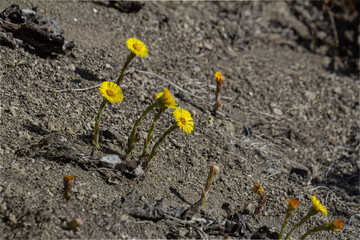 Spring blooms of Tussilago farfara or coltsfoot emerging from dry earth in a natural landscape