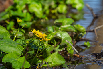 Bright yellow flowers of Caltha palustris bloom in a wetland area during spring alongside lush green foliage near calm water