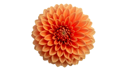 Close-up of a fully bloomed orange dahlia flower, with intricate petal layers, isolated on transparent background, cutout, PNG