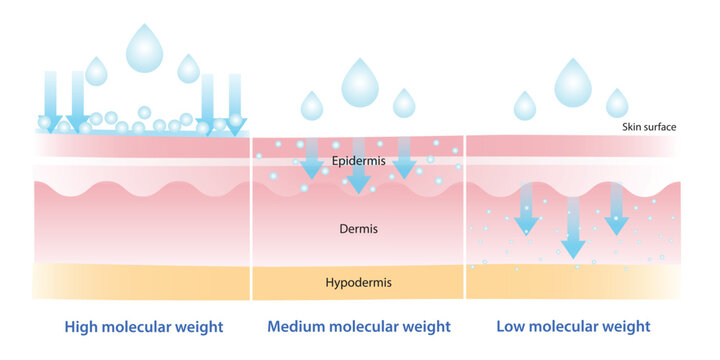 The comparison of molecular weight hyaluronic acid illustration. High molecular HA stay on surface to lock in moisture, medium helps to improve elasticity, low helps with deep hydration and plump.