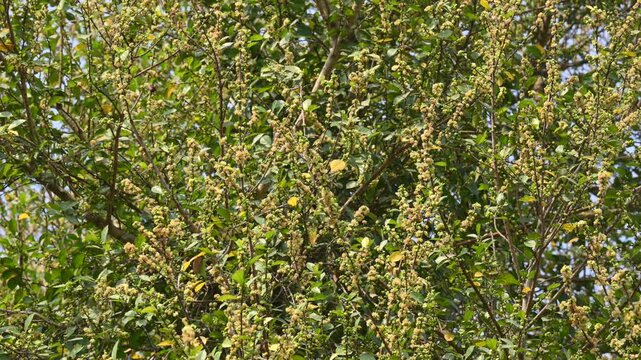 Streblus asper tree flowers. It&nbsp;is a species of&nbsp;flowering plant&nbsp;in the family&nbsp;Moraceae. This tree common names&nbsp;Siamese rough bush,&nbsp;khoi tree,&nbsp;serut tree, and&nbsp;toothbrush tree. Flowering tree.
