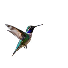 Fototapeta premium Hovering Hummingbird