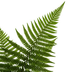 Lush Fern Leaf