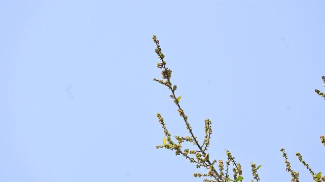 Streblus asper tree flowers. It&nbsp;is a species of&nbsp;flowering plant&nbsp;in the family&nbsp;Moraceae. This tree common names&nbsp;Siamese rough bush,&nbsp;khoi tree,&nbsp;serut tree, and&nbsp;toothbrush tree. Flowering tree.
