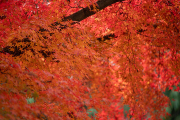 燃えるような紅葉
