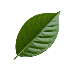Obraz premium Fresh Green Leaf