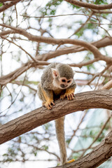 Monkey Park Tenerife. A playful monkey exploring its surroundings, representing the dynamic wildlife of Tenerifes rich ecosystems