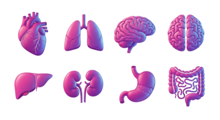 Collection of Human Organs in Vibrant Neon Colors.