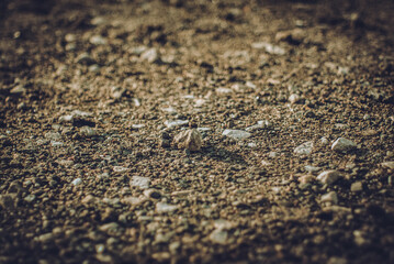 Small stone on a rural dirt road