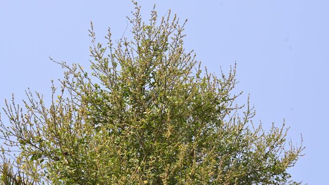 Streblus asper tree flowers. It&nbsp;is a species of&nbsp;flowering plant&nbsp;in the family&nbsp;Moraceae. This tree common names&nbsp;Siamese rough bush,&nbsp;khoi tree,&nbsp;serut tree, and&nbsp;toothbrush tree. Flowering tree.
