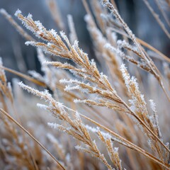 Fototapeta premium Close up of dry grass stalks covered in frost crystals winter cold