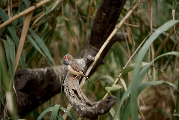 Monkey Park Tenerife. A colorful bird perched on a branch, showcasing the diverse wildlife found in Tenerife