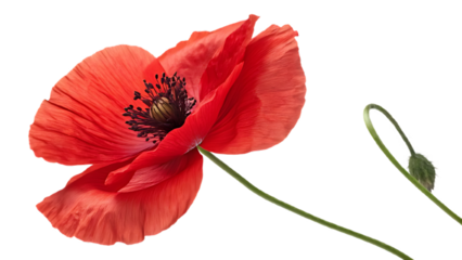 Single red remembrance poppy flower with soft realistic petals, isolated on transparent, symbolic Veterans Day and Memorial Day tribute, premium macro detail, clean cutout edges