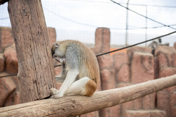 Monkey Park Tenerife. A curious monkey perched on a branch, showcasing its playful nature in a lush environment on the island of Tenerife