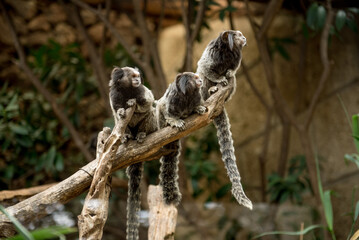 Monkey Park Tenerife. A close-up of monkeys perched together, revealing their playful interactions and the beauty of Tenerifes wildlife