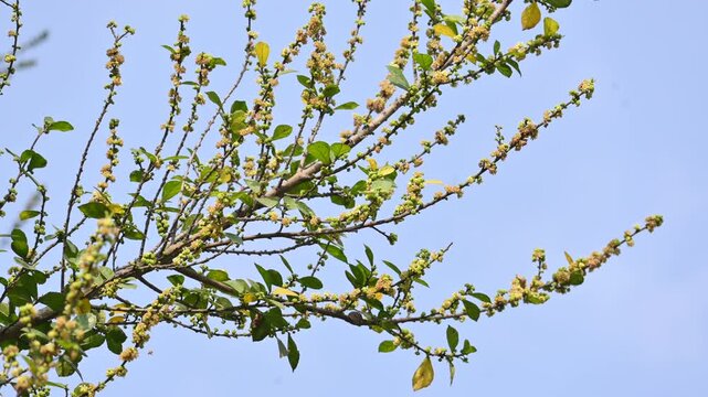 Streblus asper tree flowers. It&nbsp;is a species of&nbsp;flowering plant&nbsp;in the family&nbsp;Moraceae. This tree common names&nbsp;Siamese rough bush,&nbsp;khoi tree,&nbsp;serut tree, and&nbsp;toothbrush tree. Flowering tree.
