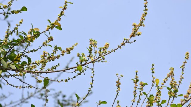 Streblus asper tree flowers. It&nbsp;is a species of&nbsp;flowering plant&nbsp;in the family&nbsp;Moraceae. This tree common names&nbsp;Siamese rough bush,&nbsp;khoi tree,&nbsp;serut tree, and&nbsp;toothbrush tree. Flowering tree.
