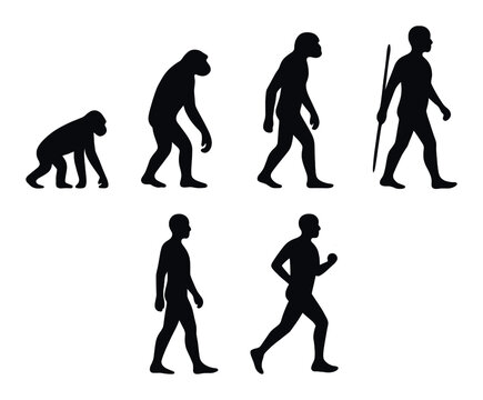 Silhouette evolution progression from primate to modern human