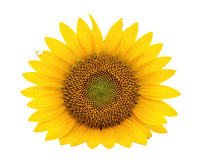 Obraz premium Yellow sunflower isolated cutout transparent PNG