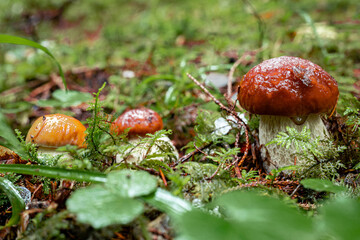 White mushroom in a mountain forest. Wet forest with mushrooms.
