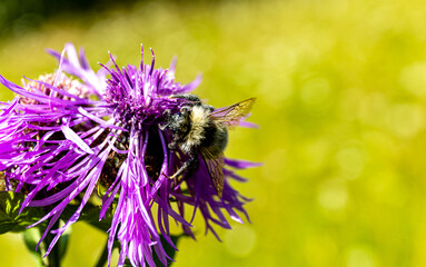 Blooming flowers in the field close-up, bumblebee on a flower.