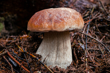 White mushroom in a mountain forest. Wet forest with mushrooms.