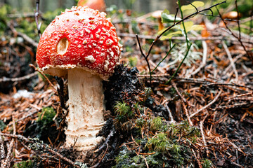 The poisonous red fly agaric Amanita muscaria is a hallucinogenic mushroom that grows in the forest.