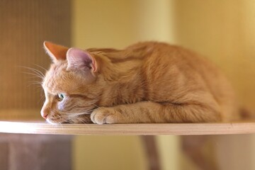 Cute ginger cat sunbathing on ther scratching post. Horizontal image with selective focus. 