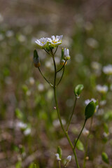 Spring Whitlowgrass blooms with delicate white flowers and green leaves in a vibrant meadow setting during the early season