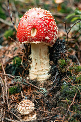 The poisonous red fly agaric Amanita muscaria is a hallucinogenic mushroom that grows in the forest.