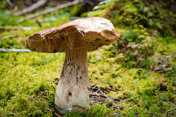 White mushroom in a mountain forest. Wet forest with mushrooms.