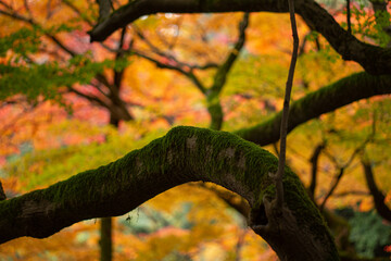 苔と紅葉